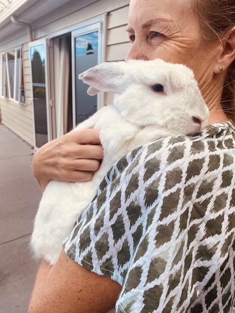 Story: Quinoa the Comfort Bunny: A Cuddly Companion in End-of-Life Care